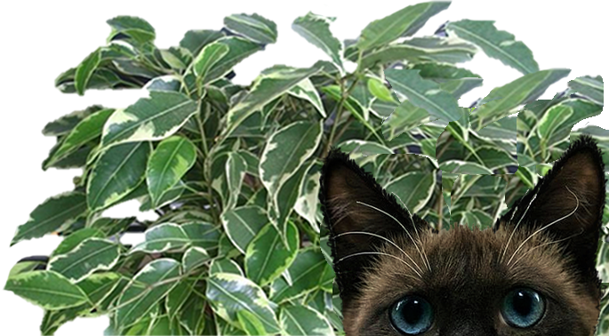 Заставка Кот-фикус