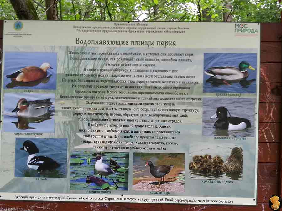 Парк Покровское-Стрешнево 2015