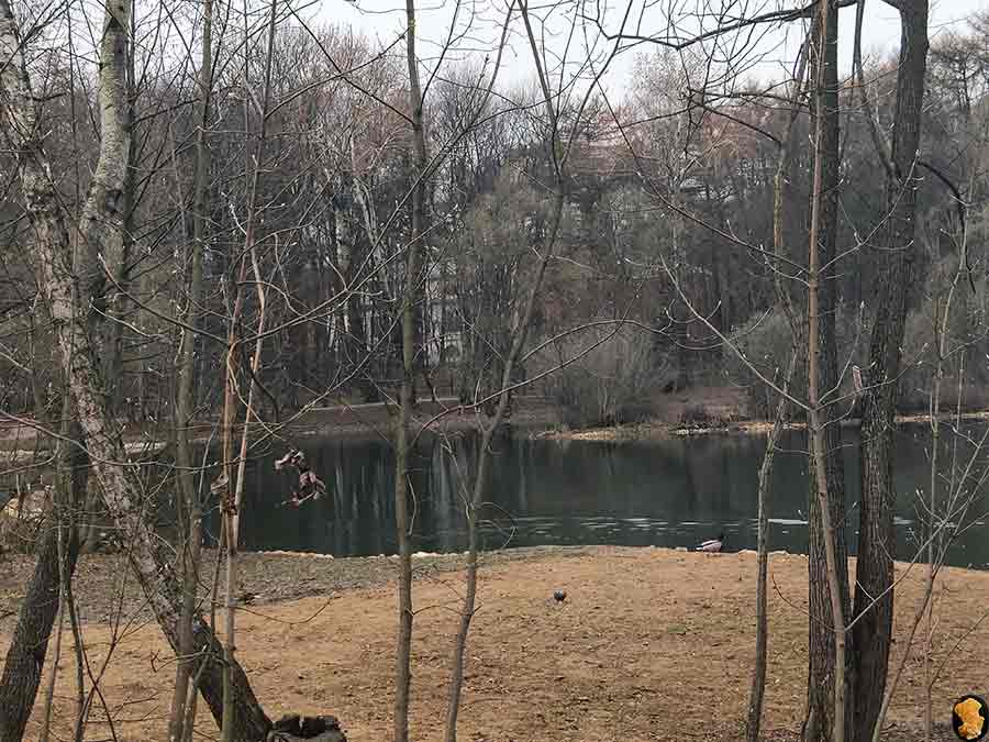 Парк Покровское-Стрешнево. Пруды пятый, шестой, седьмой (где церковь и усадьба). Апрель 2019
