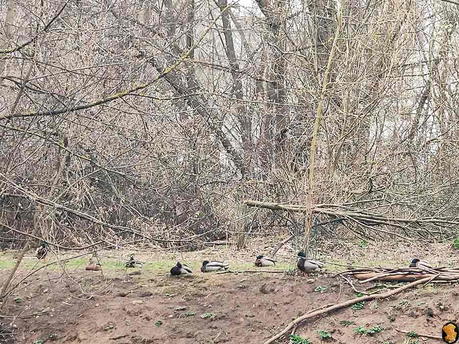 Парк Покровское-Стрешнево. Пруды пятый, шестой, седьмой (где церковь и усадьба). Апрель 2019
