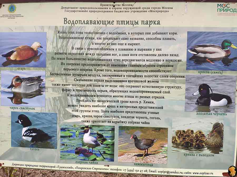 Парк Покровское-Стрешнево. Пруды пятый, шестой, седьмой (где церковь и усадьба). Апрель 2019