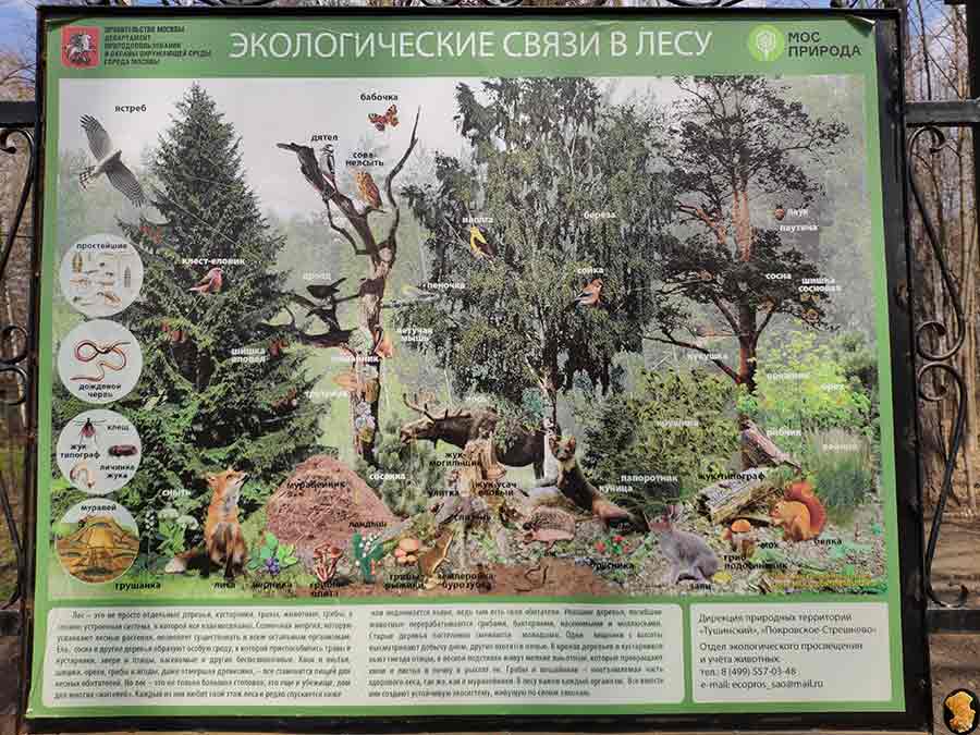Парк Покровское-Стрешнево. Пруды первый и второй. 2019 апрель