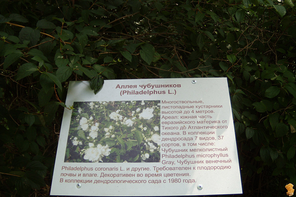 Дендропарк