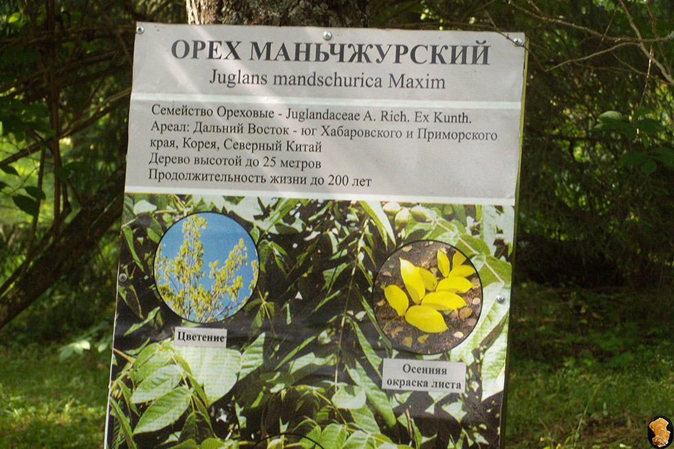 Дендропарк