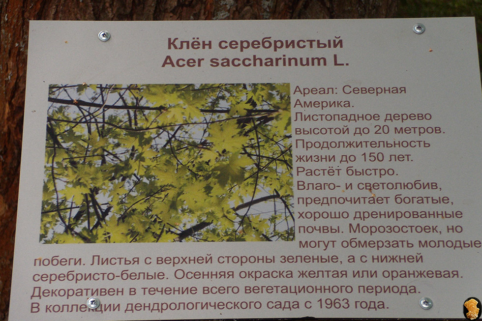 Дендропарк