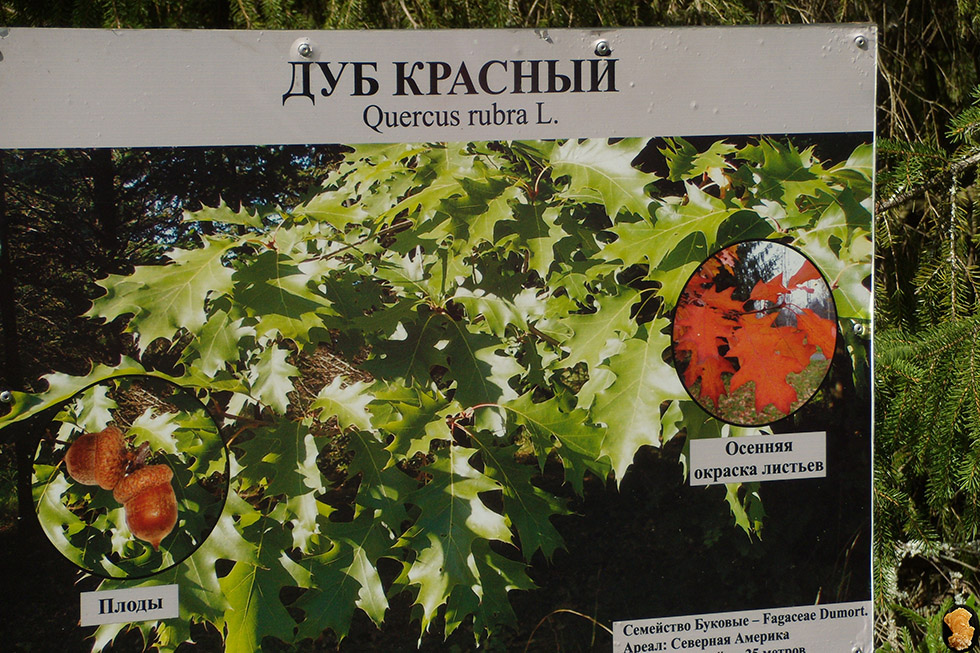 Дендропарк