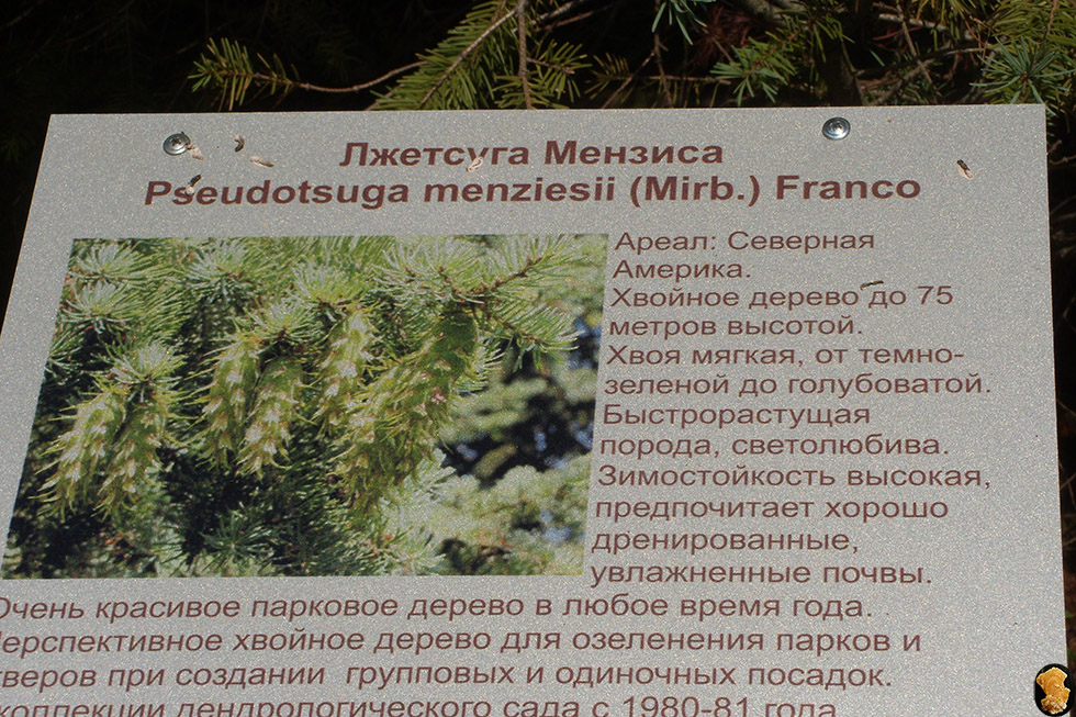 Дендропарк