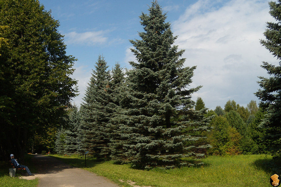 Дендропарк