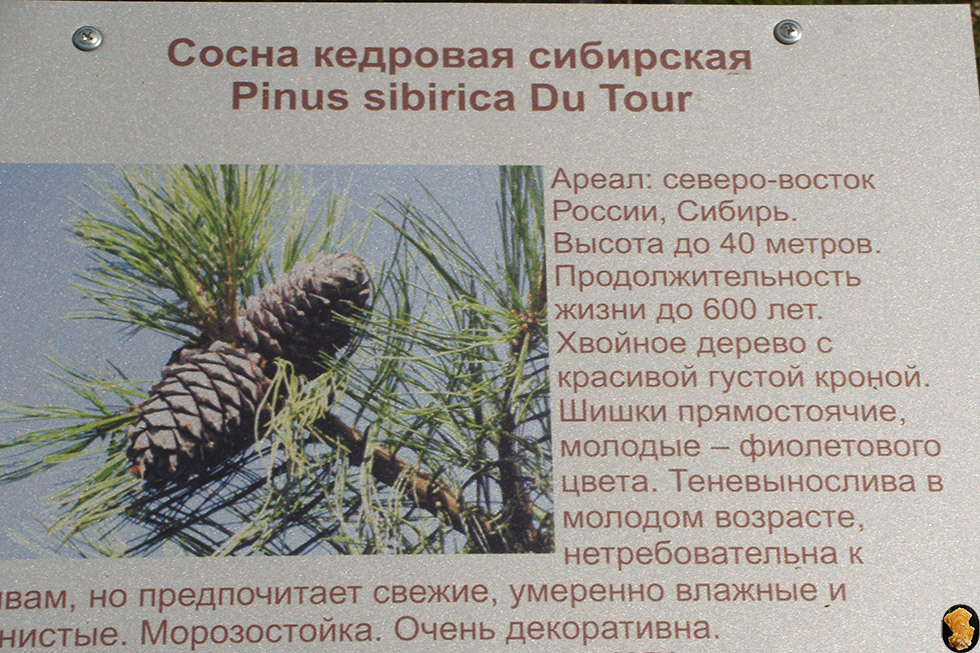 Дендропарк