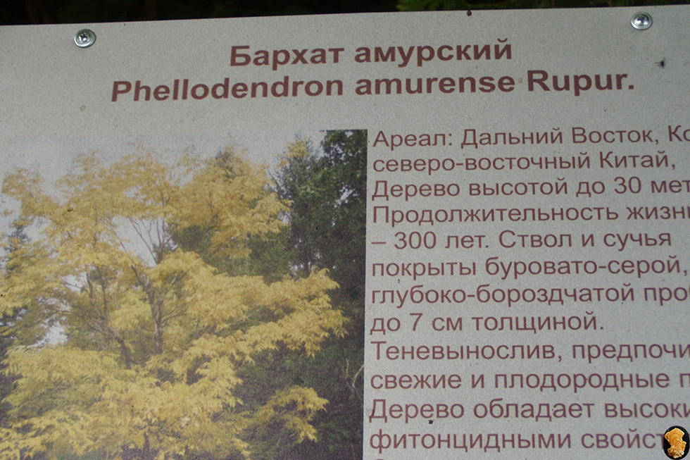 Дендропарк