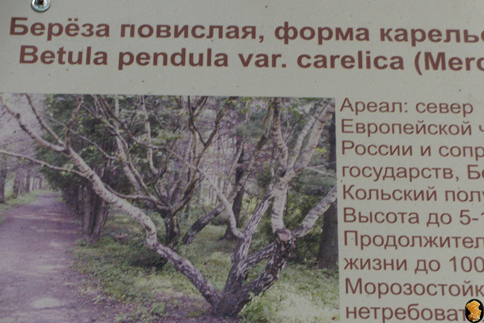 Дендропарк