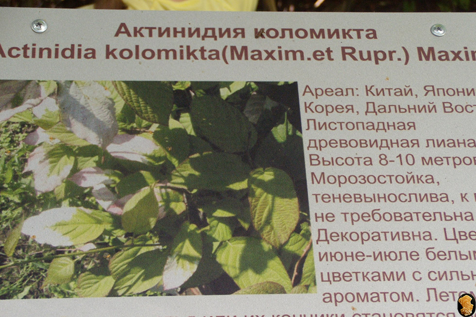 Дендропарк