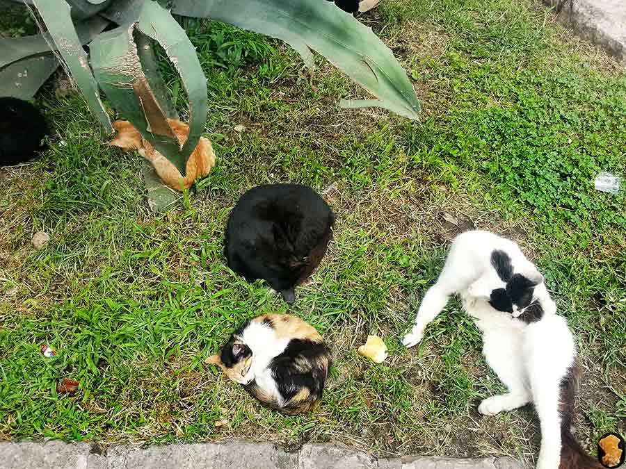 Коты Котора