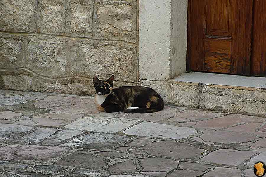 Коты Котора